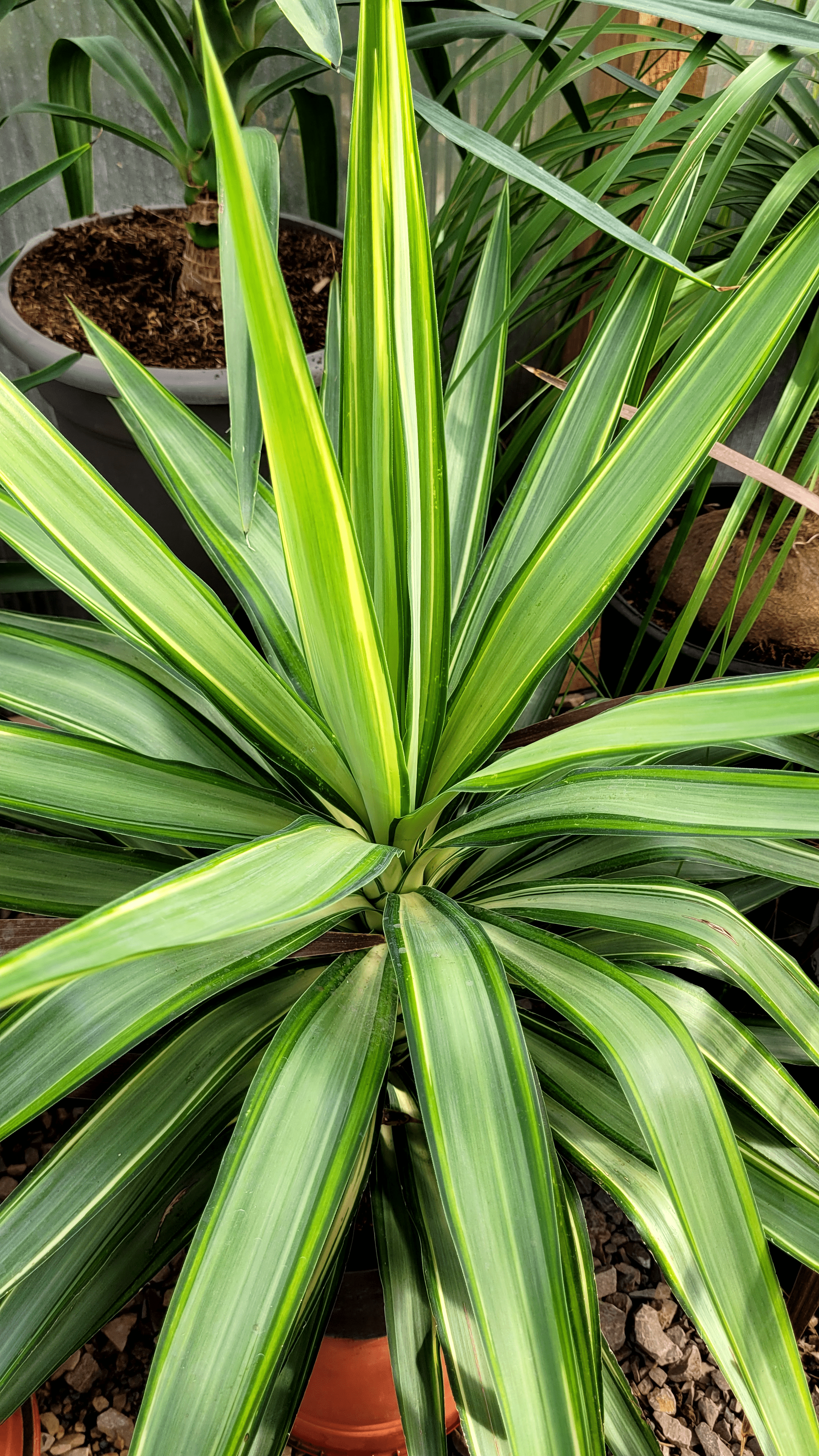Yucca Jewel